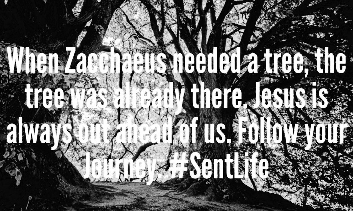 sentlifestyle's tweet photo. 🌳 #SentLife https://t.co/4LNNRLSf6Y