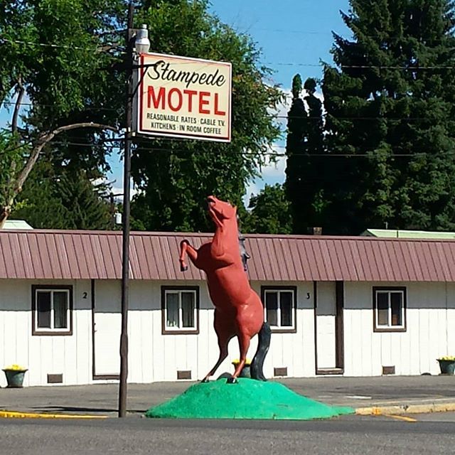 ncwpics's tweet photo. The #Stampede #Motel in #Omak, #Washington! #horse #horsestatue #smalltown #NorthCentralWashington #ncw #NCWpics https://t.co/ibg20g6lg1 https://t.co/2s8tCcJdEF