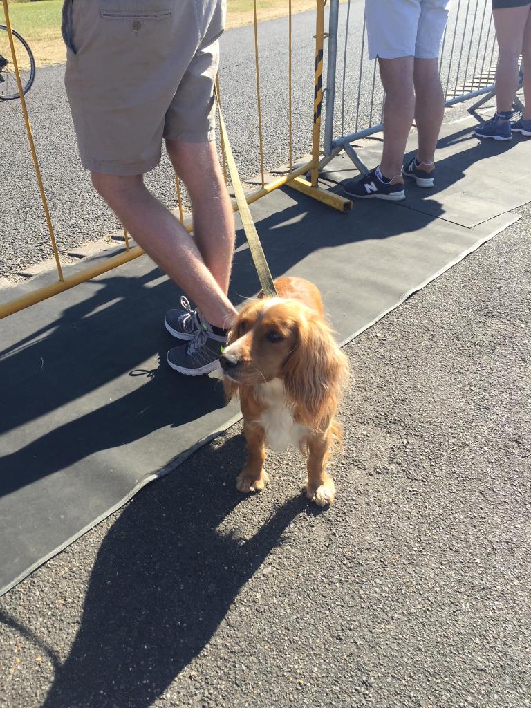 PropertyTri's tweet photo. Lots of support from the canines #makeyourmark #tridogs https://t.co/KwxL7ci6dT