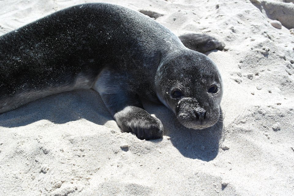 naturstyrelsen's tweet photo. Selvom små sælunger på stranden kan se b��de nuttede og ensomme ud, er det vigtigste råd at holde stor afstand – helst mindst 100 meter. Ser moren mennesker tæt på, holder den sig væk, og så må sælungen undvære sin mælk.
Læs mere: https://t.co/l92O7dgBQ0 #dknatur #dkgreen https://t.co/CK5yLvTUap