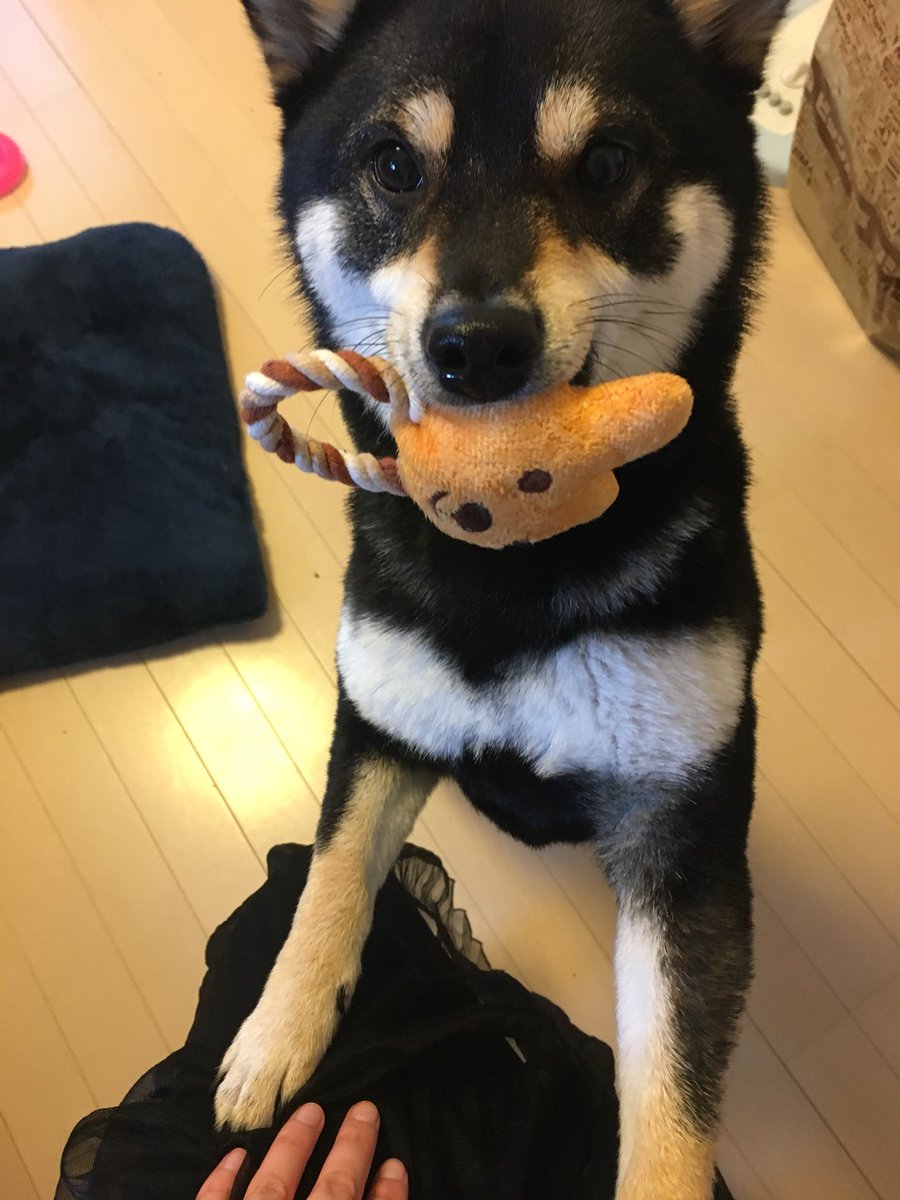 こなつ V Twitter なっちゃん お土産にダイソーでおもちゃを買ってきたよ ほおおお ママありがとう 意外とこういうおもちゃ持って なかった 柴犬 豆柴 犬好きさんと繋がりたい 犬好きと繋がりたい 犬 黒柴 黒柴犬 Shibainu おもちゃ 犬のおもちゃ