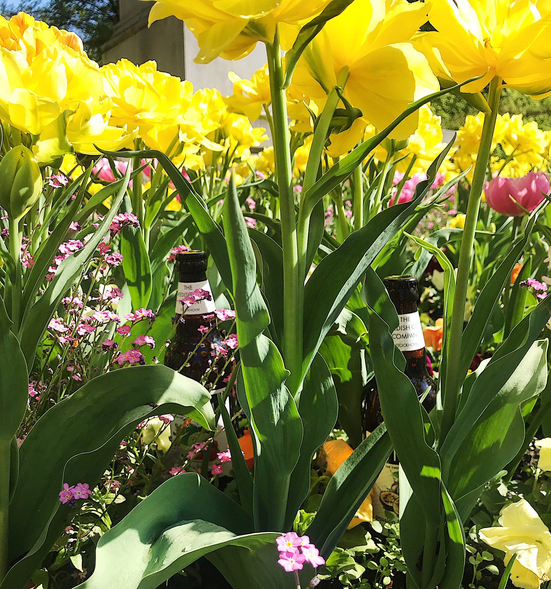 älska cider tweet media