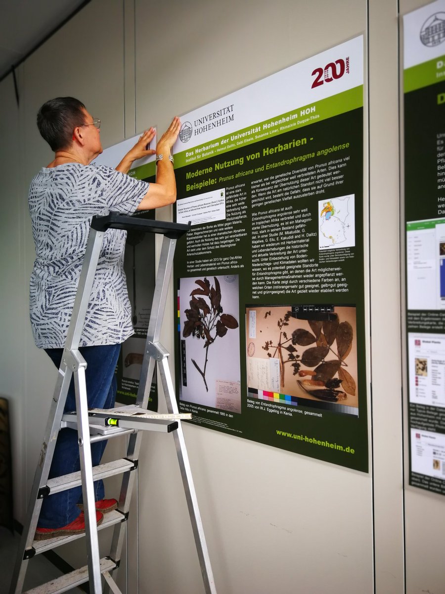 HOH_Herbarium's tweet photo. Our stand is coming in form! Next week we will be talking about our #Herbarium at the 200 Jubilee of @UniHohenheim BIO II, Garbenstraße 30, Room 32.091
#BotanyRules #Curator https://t.co/ryivH6qYyg