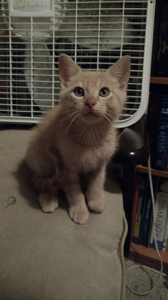 SimmerJas's tweet image. Kitty needs a name!! #kittynames 😻