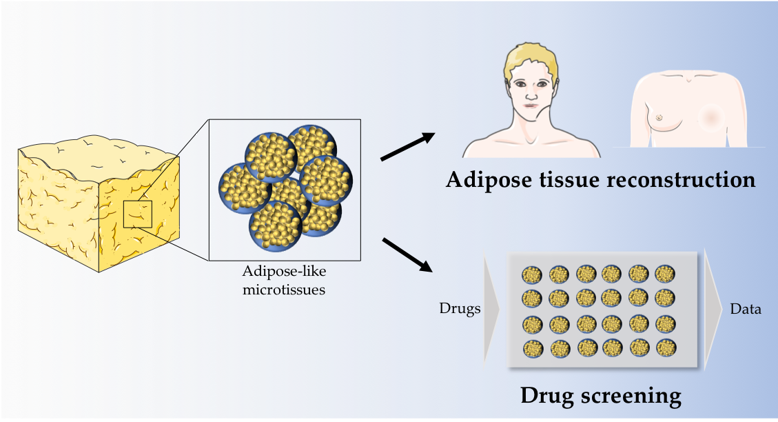 Bioeng_MDPI's tweet photo. [Bioengineering] New Publication: Generation of #Gellan Gum-based #Adipose-like #microtissue, by Alexandra P. Marques group (University of #Minho).
For details: https://t.co/BNFdpcrgNj https://t.co/BdiFE9yQ26