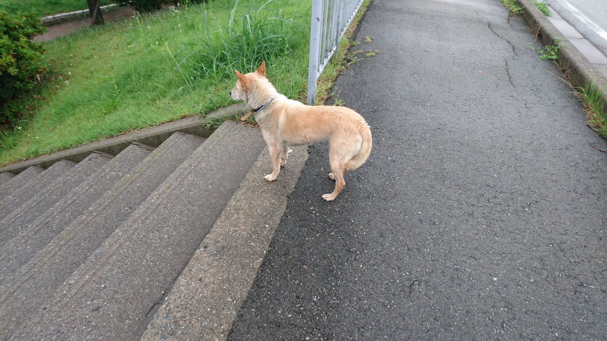 薄い茶色の犬 薄い茶色の犬