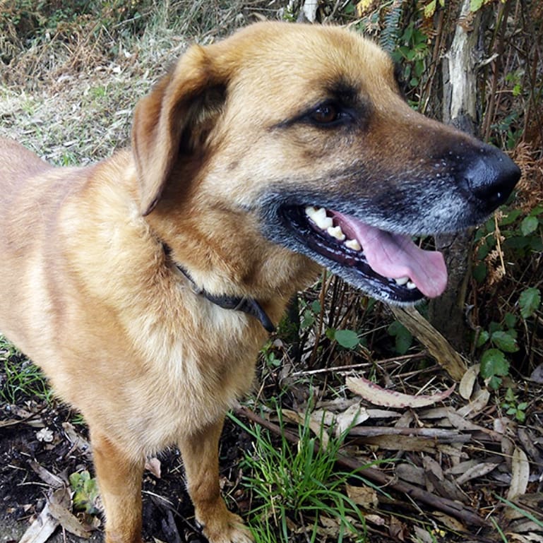 amigosdelperro's tweet photo. BATUKA 😍 Es muy cariñosa y sociable, tiene muy buen carácter.
Sociable con otros perros.
Es mestiza de pastor, tiene 6 años, y pesa 23 kilos.
Es un amor de perrita, lo tiene todo menos un hogar #adoptala ❤
Ven a conocerla al albergue municipal de #Gijon 📞684607160 https://t.co/jTj0924pxz