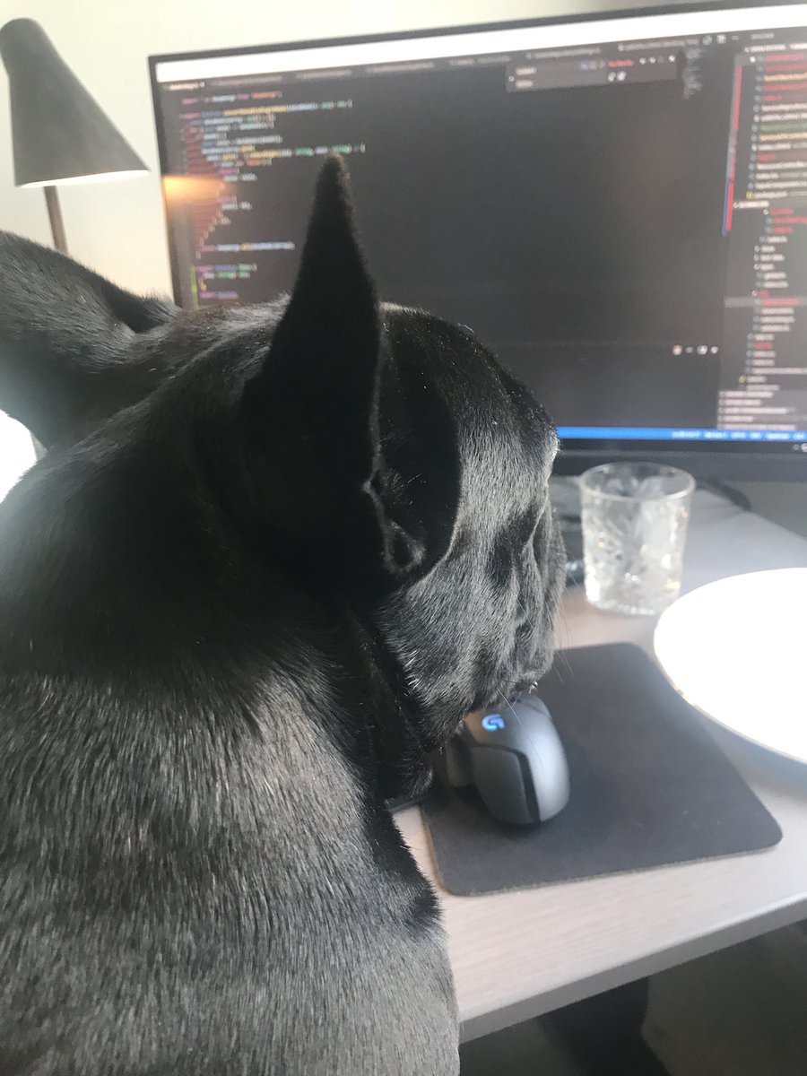 nkylstad's tweet photo. Coding is easy when you have such a good little helper 🐶 https://t.co/Pi7L5a5A21