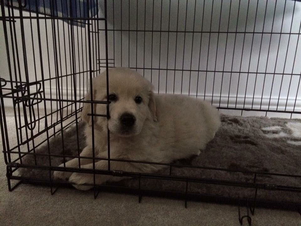 RetrieverBarney's tweet photo. My first night with my family... #LittleBarney #Retrievers #PuppyDays #Puppy #DogsofTwiiter https://t.co/9uhzhcUg32