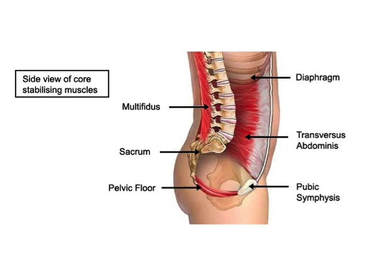 physioinS8's tweet photo. How are your core muscles...? - https://t.co/NiNiC3wgZG https://t.co/AQ3Bgi17mo
