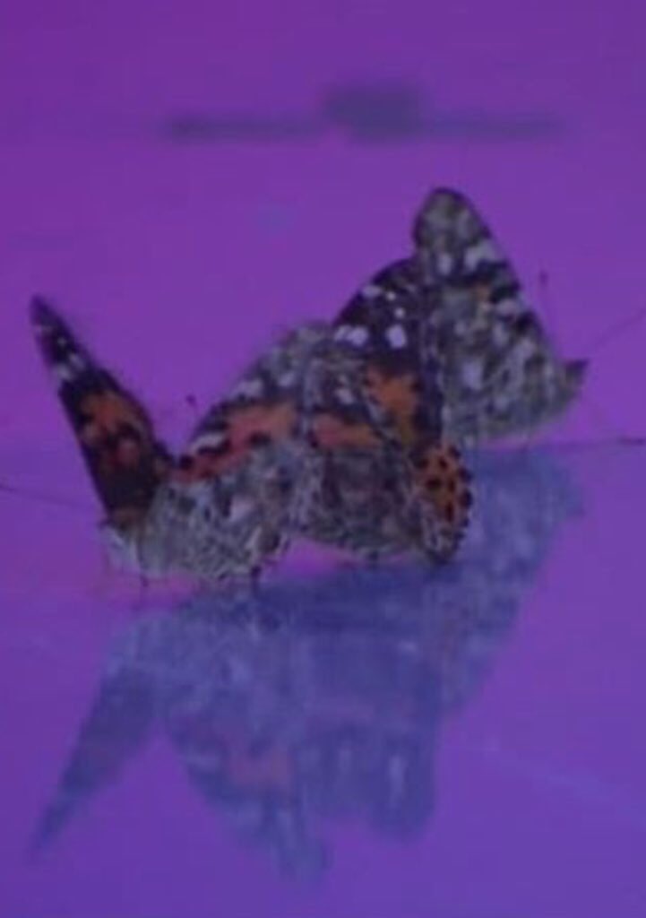 saidalanon's tweet photo. Asia’s butterflies weren’t dead, butterflies are frozen for export, and during the lipsync they just needed to be thawed out. Their wings were just frozen and wet, so they were unable to move that much and fly but they were just fine
So ya’ll need to chill
#RPDRfinale #RPDRS10 https://t.co/Z7RkuwASmQ