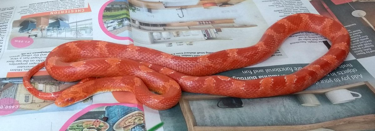 PetsLocated's tweet photo. Red Snake/Reptile found in Shepherds Bush (W12) on 28th June 2018 #foundsnake/reptiles #foundpets https://t.co/A3wNE20kcy https://t.co/Ro36ZNTlXn