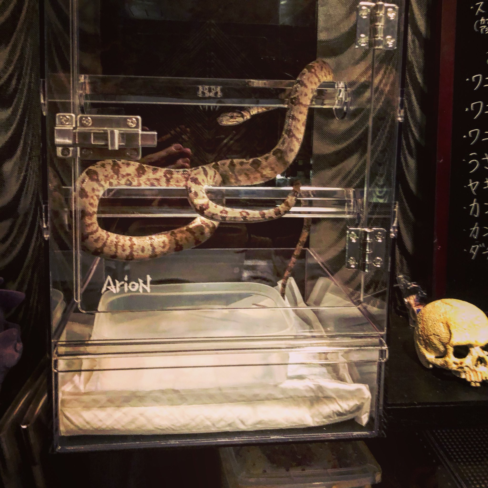 爬虫類bar Ouroboros Ariongp45はツリーボアには最高の引き出し式になってるのでメンテナンスが楽 アマゾンツリーボアよりグリーンパイかエメツリを次入れたいな E Arion アリオン Gp45 ツリーボア 広島 爬虫類 爬虫類bar Ouroboros