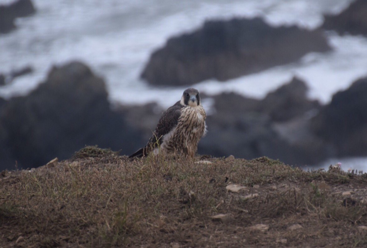 Plenty bird of prey action too! Still waiting to see my first ever basking shark though! Wouldn't complain with some dolphins either! Anyone out there with any expert advice on best places to see them? <a href="/swcoastpath/">South West Coast Path Association</a> <a href="/mcsuk/">Marine Conservation Society</a> #Kestrel #PeregrineFalcon #BaskingShark #Dolphin