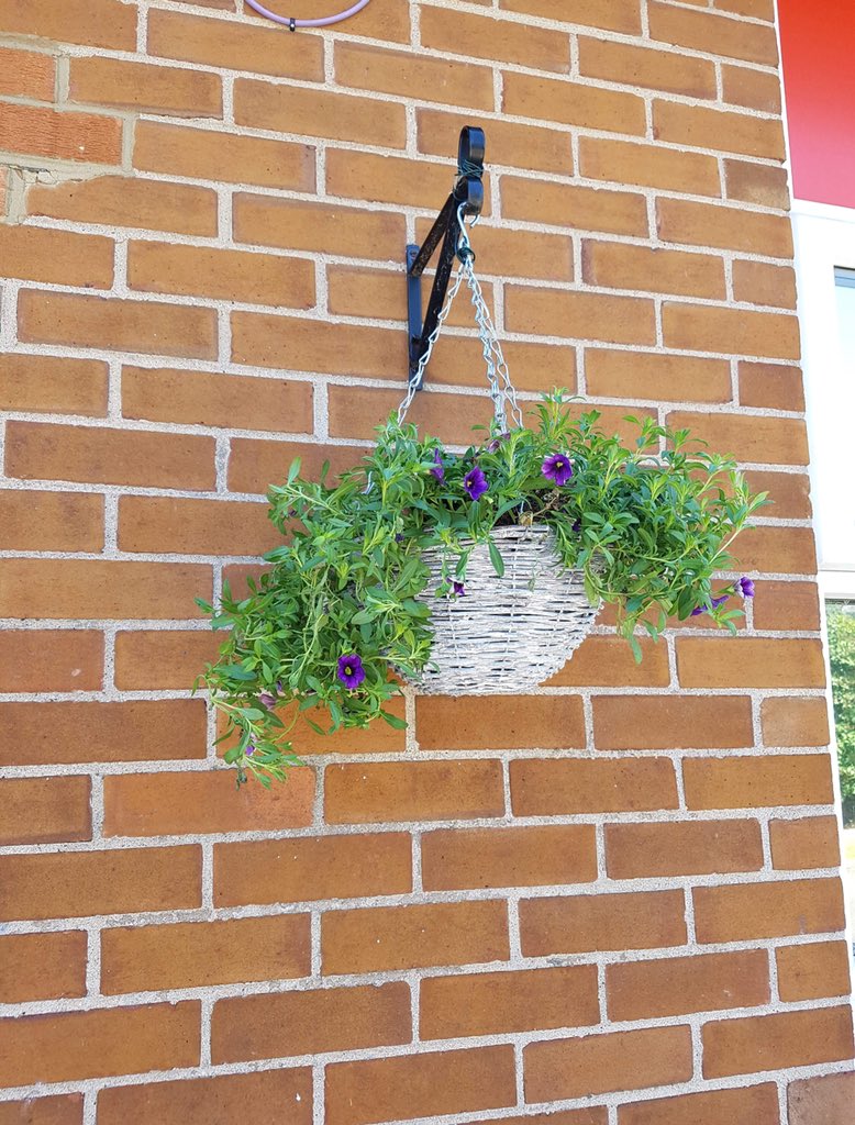 Sevenhills___'s tweet photo. Attempting to make our school environment nice and bright #PLGCLYDE #greenfingers #teamwork #prettyflowers https://t.co/7UaeANdU2w