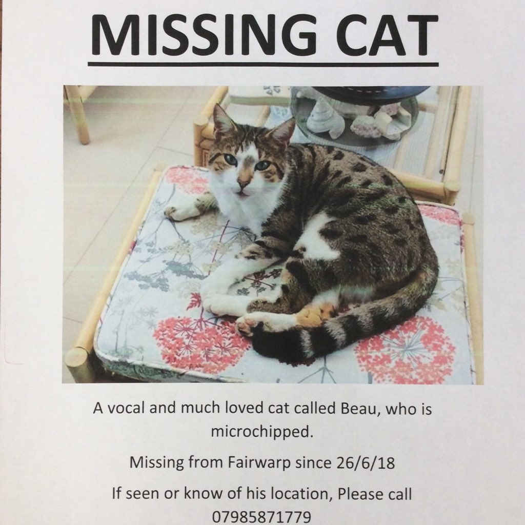 ***Missing Cat***