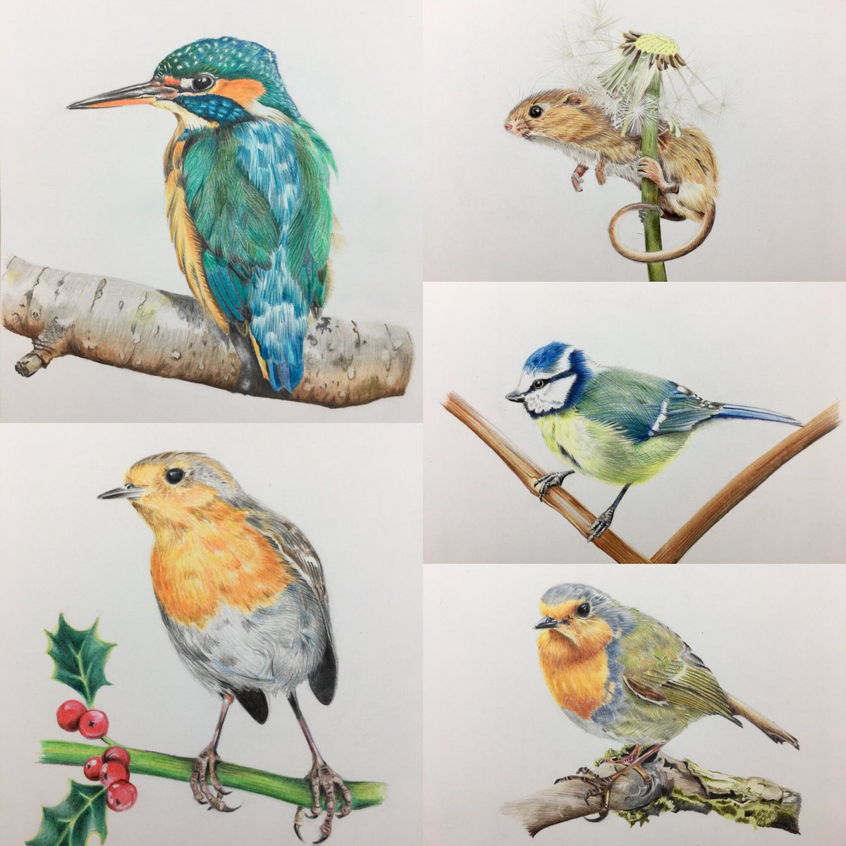 CazHallArt's tweet image. Have left these lovely babies at the printers today @DCSPrint 😬😬 hoping for some digital scans for greeting cards and prints (artist ref photos by kind permission of Paul Fine, Russ Bridges &amp;amp; Terence Porter) #wildlife #fineart #artist