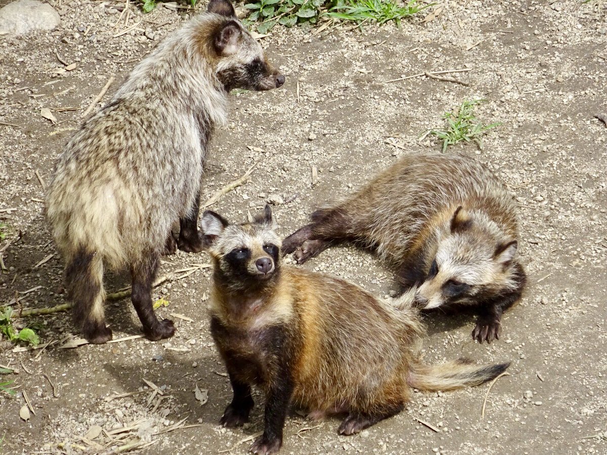 あと東山動植物園にタヌキさんを観に行きました シュッとした夏毛姿も