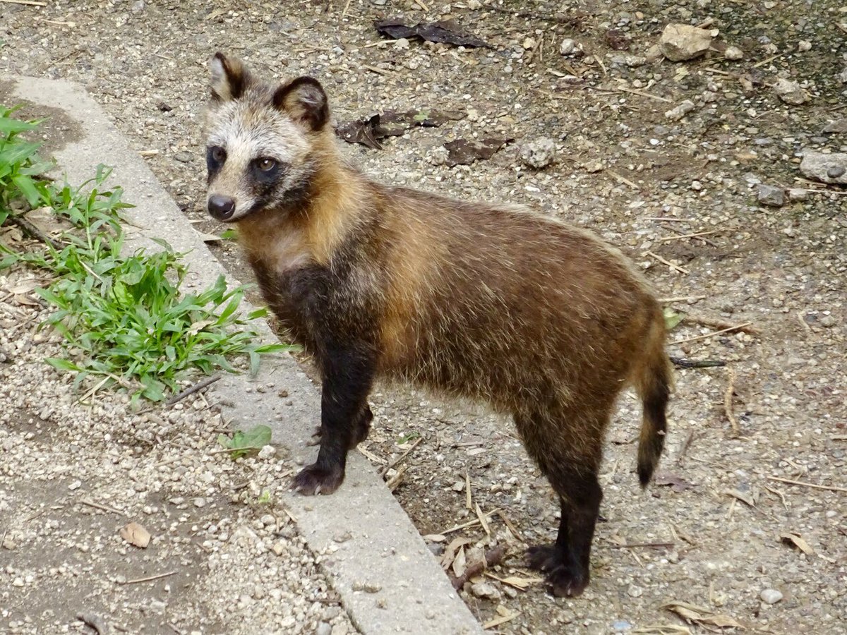 あと東山動植物園にタヌキさんを観に行きました シュッとした夏毛姿も