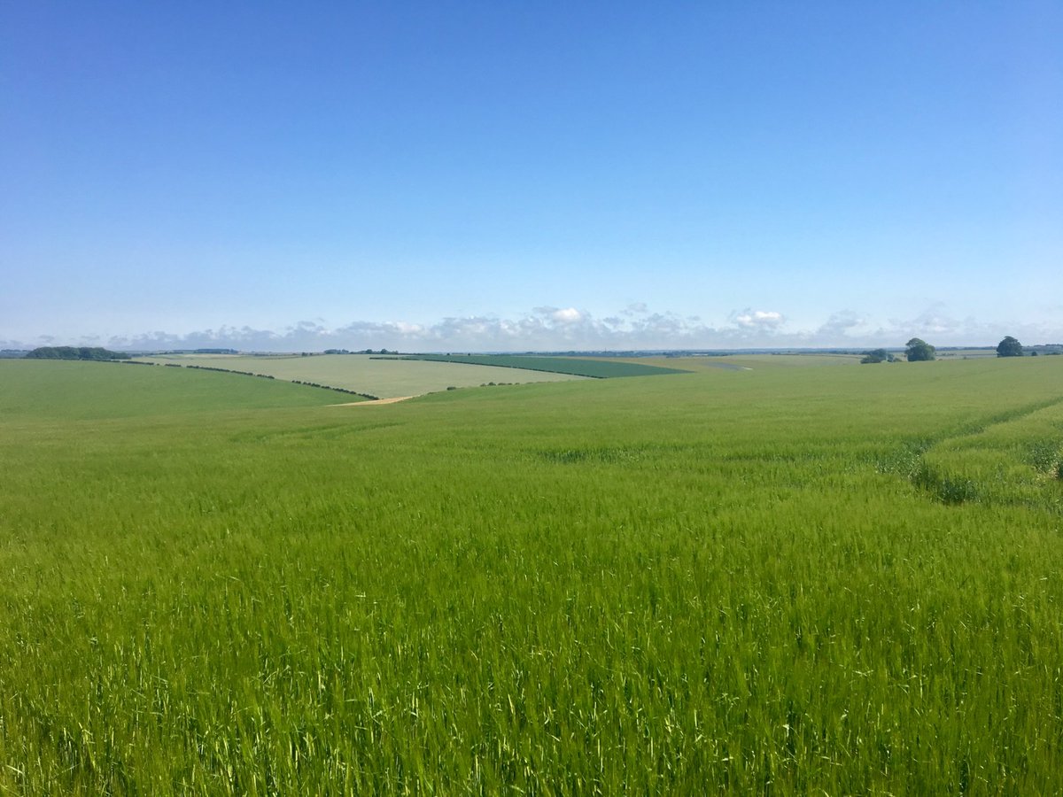 TimC10's tweet image. A fantastic crop of ⁦@SyngentaCropsUK⁩ Laureate spring barley drilled in April on the Lincolnshire Wold’s grown near Louth on contract with ⁦@Gleadells⁩