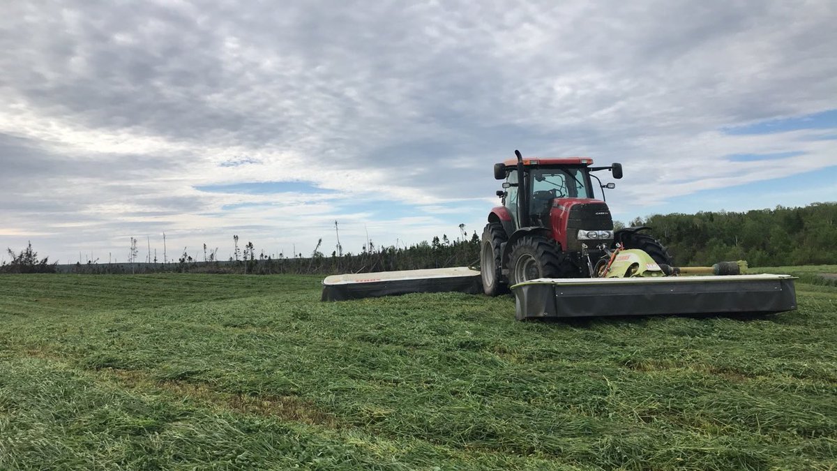 Good morning cutting some grass.