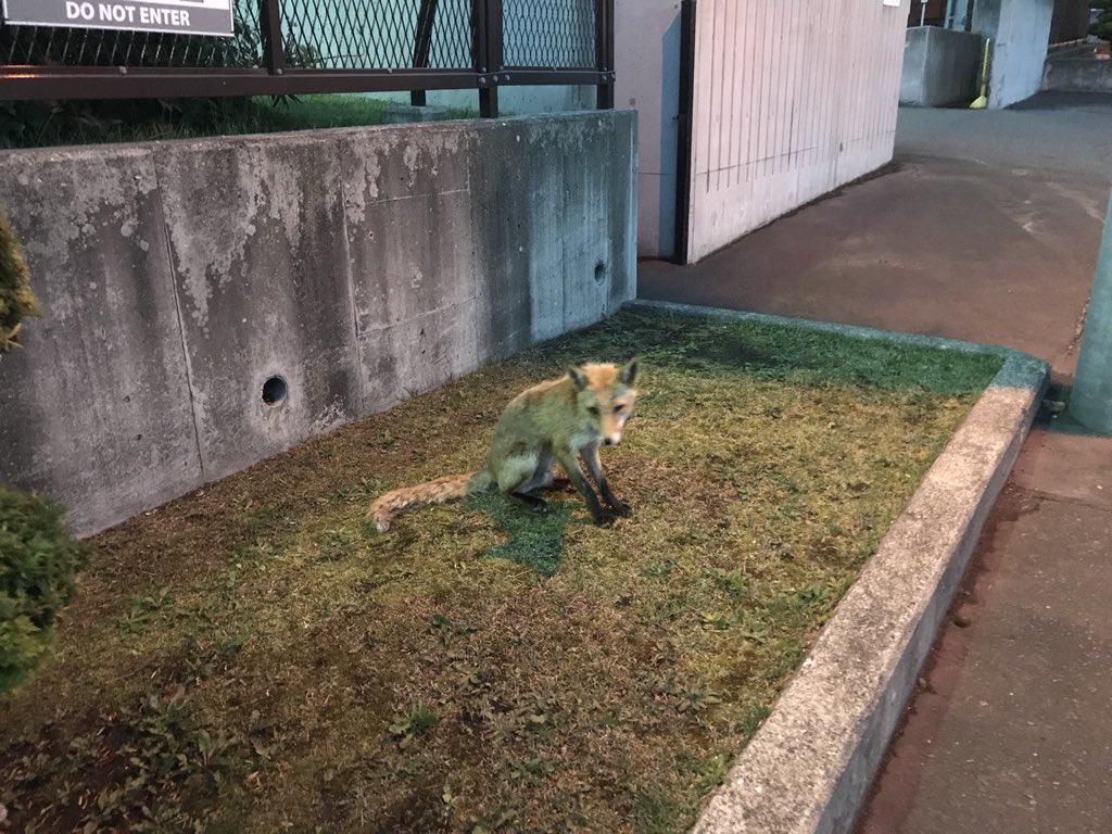 リュラ V Twitter ペット用なんているんですね 北海道にいるとキツネ エキノコックスで印象が強すぎるので飼いたいって発想になりませんでしたw 野生動物はどんな行動するか予測できないし青函トンネル渡っちゃうかもですね