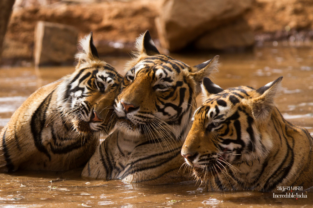 incredibleindia's tweet photo. Caption this photo! #Wildlife #IncredibleIndia 
@tourismgoi @alphonstourism https://t.co/0C6GjrjwUE