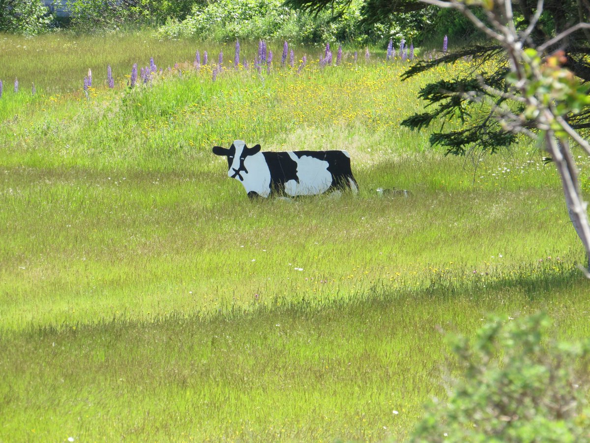 Grand Manan Island tweet media