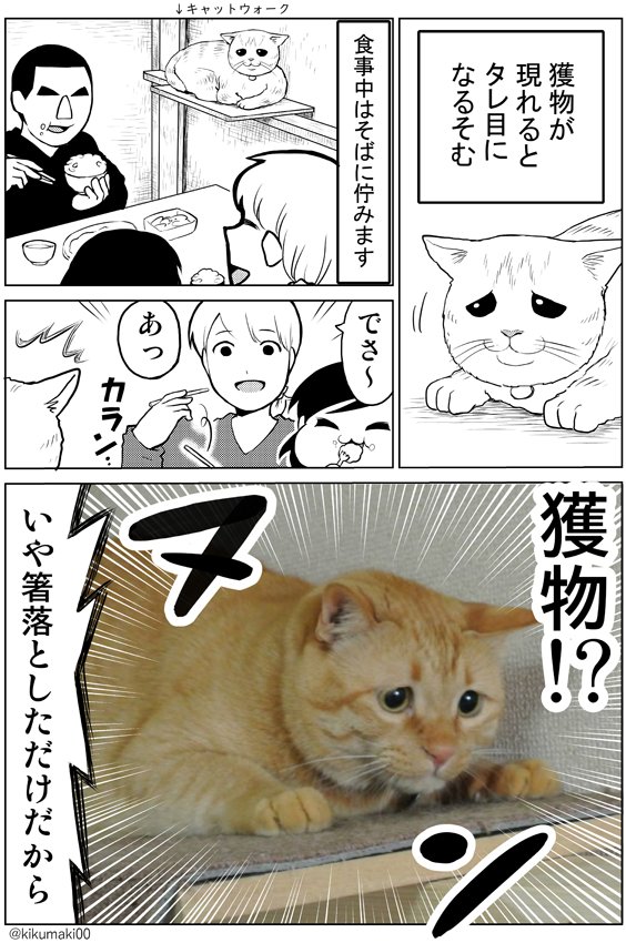 箸が転べば　#タレ目猫そむ　#タレ目猫そむが可愛すぎるんじゃ 