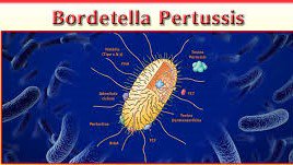 Bordetella parapertussis бактерии. коклюш bordetella pertussis. коклюш bordetella pertussis. возбудитель коклюша микробиология рисунок. бордетеллы коклюша.