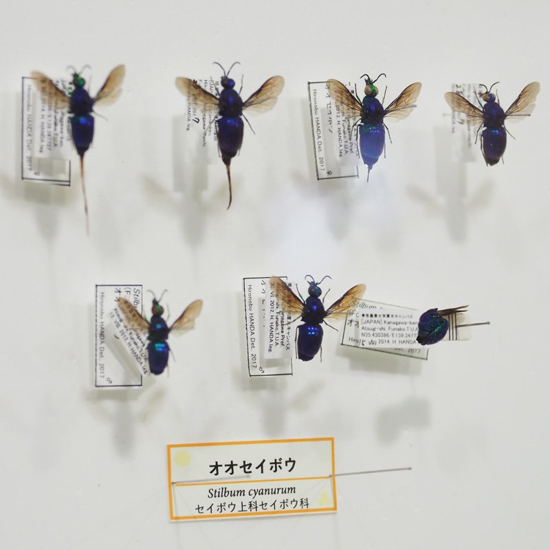 明日6月30日（土）から、ついに特別展「ハチを知る」が開催！ 一番