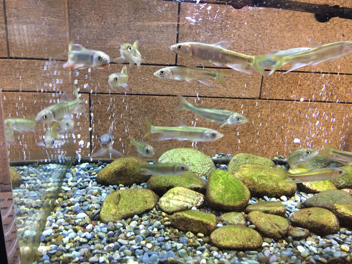 多摩川いきもの水族館