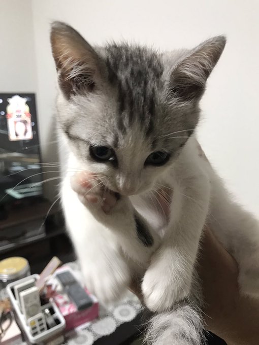 ふるぐいふぐるいふんがむえ いえこけい さん の人気ツイート 1 Whotwi グラフィカルtwitter分析 ふるぐいふぐるいふんがむえ いえこけい さん の人気ツイート 1 Whotwi グラフィカルtwitter分析