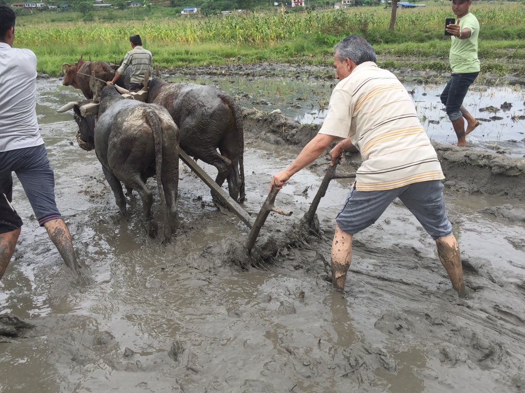 १५ असार अर्थात् धान दिवस अर्थात् माना छरेर मुरी भित्र्याउने दिन! गोरखाको दरौंदी फाँट जरेवरमा रोपाइँमा सक्रिय सहभागी बनेर किसानहरूको परिश्रमको प्रत्यक्ष अनुभूति ग्रहण गरियो! कृषिक्षेत्रको रूपान्तपण विना समृद्ध नेपाल सम्धीको गफ मात्रै बन्न सक्छ है!