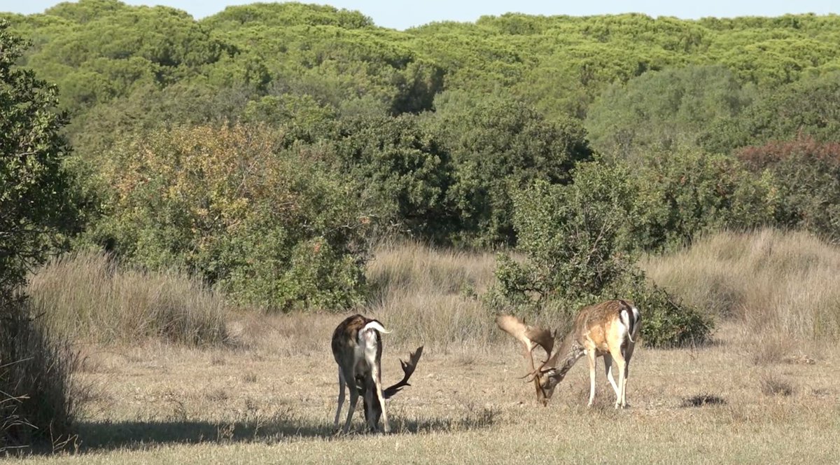 tribus_viajeras's tweet photo. La riqueza en flora y fauna  del Parque Nacional de #Doñana ha hecho que se considere la mayor reserva ecológica de #Europa 🇪🇺️

@TurismoJerez #Doñana #jerez #JerezdelaFrontera #naturaleza #viajes #viajesquenoseolvidan #tribusviajeras https://t.co/PkbnlhnutV
