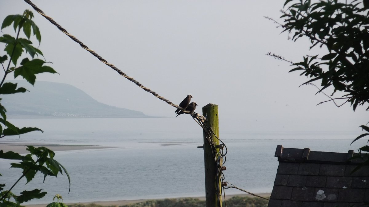 maffro2000's tweet photo. #Barmouth #Dinasolau @nationaltrust #30DaysWild Take a walk up the rock to Dinas Olau for a slice of nature and tranquility - time it to see the sun set and see for yourself what Keats, Shelley, Ruskin, Darwin et al loved about Barmouth. https://t.co/KIi9rkaUmM