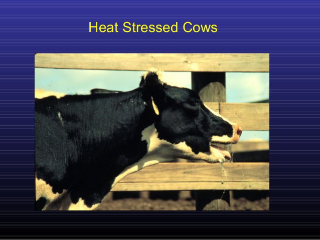 AgmixCanada's tweet photo. Heat wave approaching...BoviStart keeps cows hydrated and production up. https://t.co/ou07jdc1vo