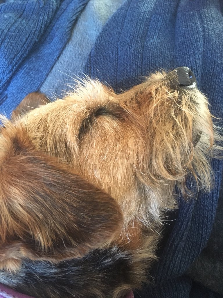 millie_bordert's tweet photo. My day in the heatwaves🐶💤💤 https://t.co/2SR1p8mjo5