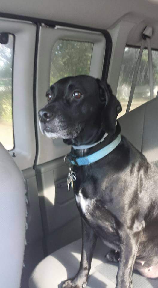 KevinTWho's tweet photo. Still one of my favorite pictures of the mutt. She still hasn't paid for the shuttle service. And the look on her face.. 😂🤣🐶. That's my girl. #mymutt #labeagle https://t.co/whnuurnnnz