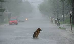 capespca's tweet photo. ☔☔WEATHER WARNING ISSUED 🌂
The SA Weather Service has warned that an intense cold front is expected to land on Sunday &amp; continue into Monday
We urge all pet owners to keep their animals indoors protected from the cold &amp; rain. https://t.co/xprHJbmtOY