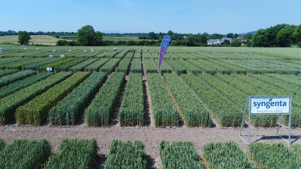 SyngentaIrl's tweet photo. Syngenta &amp; @seedtechnology Open Day Wednesday 4th July. On the day we will be demonstrating:

•Disease control programmes on wheat, barley and oats.
• Scenarios where particular fungicide options may be restricted.
•Brackling control on barley and yield enhancement on oats. https://t.co/nE2Bvhf8QL