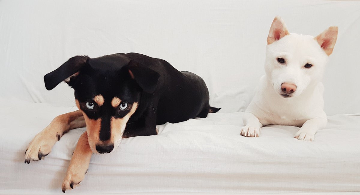 OfficialNurka's tweet photo. One of the best pictures we ever took of our little fur babies in my opinion 😊 What do you think?

#shibagram #shiba #shibe #shibainu #shibamania #whiteshiba #doge #dog #doggo #dogs #instadog #dogstagram #dogsofinstaworld #dogphotography  #dogsoftwitter #nurkado #柴犬 #nofilter https://t.co/DRSLSo4wBn