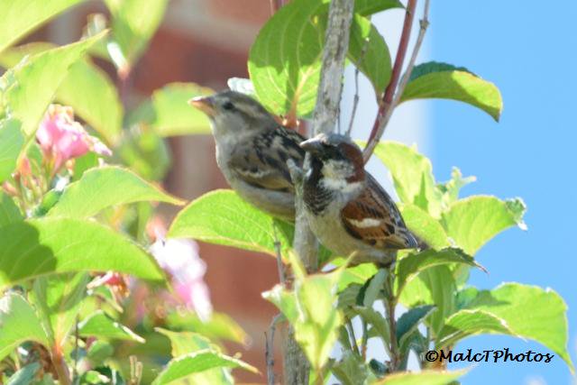MalcTPhotos's tweet photo. Sparrows from yesterday in the garden. #bird #birds @wildlife_uk @NatureUK @Britnatureguide #NaturePhotography #lovenature #sparrow @britishbirds @garden_bird https://t.co/hVI08KpnwY