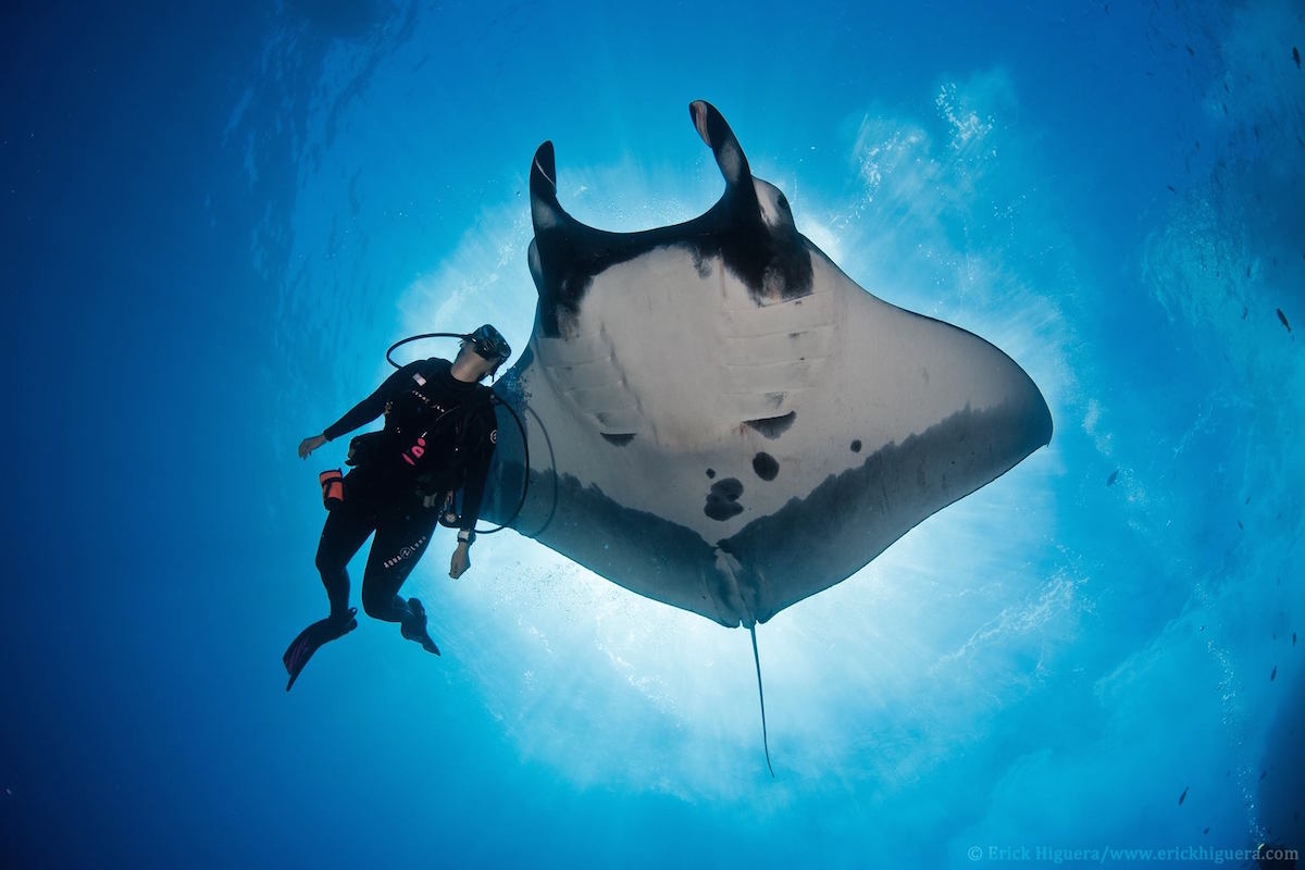 divecompare's tweet photo. Essential Manta Ray Facts ~ https://t.co/uBouT1ORdX #Manta #MantaRay #MantaMatcher #ScubaDiving #DiveCompare https://t.co/60zg2XaXvo