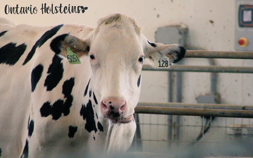 HolsteinOntario's tweet photo. As we head into the long weekend... whether you are staying home and taking care of the farm or heading out to celebrate... we wish everyone a safe and happy #CanadaDay from everyone at #Ontholstein (Pic taken at HLKOERSEN Farms) https://t.co/ciRFQPFI7u