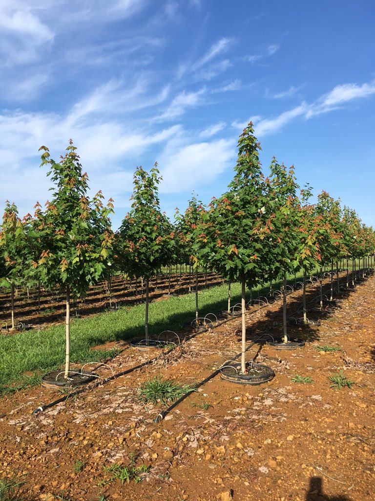Tupper_tree's tweet image. #25 gallon elm, maple and oaks are ready for summer shipping.
