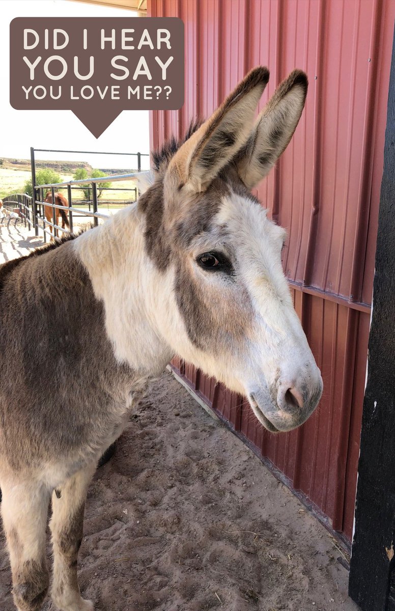 We don't think Georgia misunderstood what she heard, so click the link below to sponsor her and her sisters, or any other horse or barnyard animal of your choice, today! #sponsorahorse #sponsoragoat #sponsorasheep #sponsoramini buff.ly/2sYsiPW