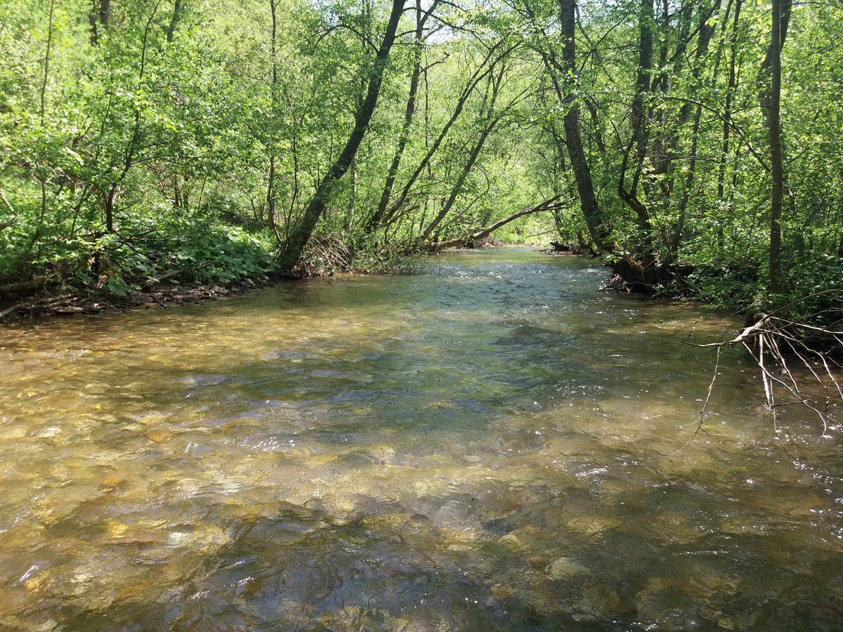 Small river in Bosnia, but with some big trouts