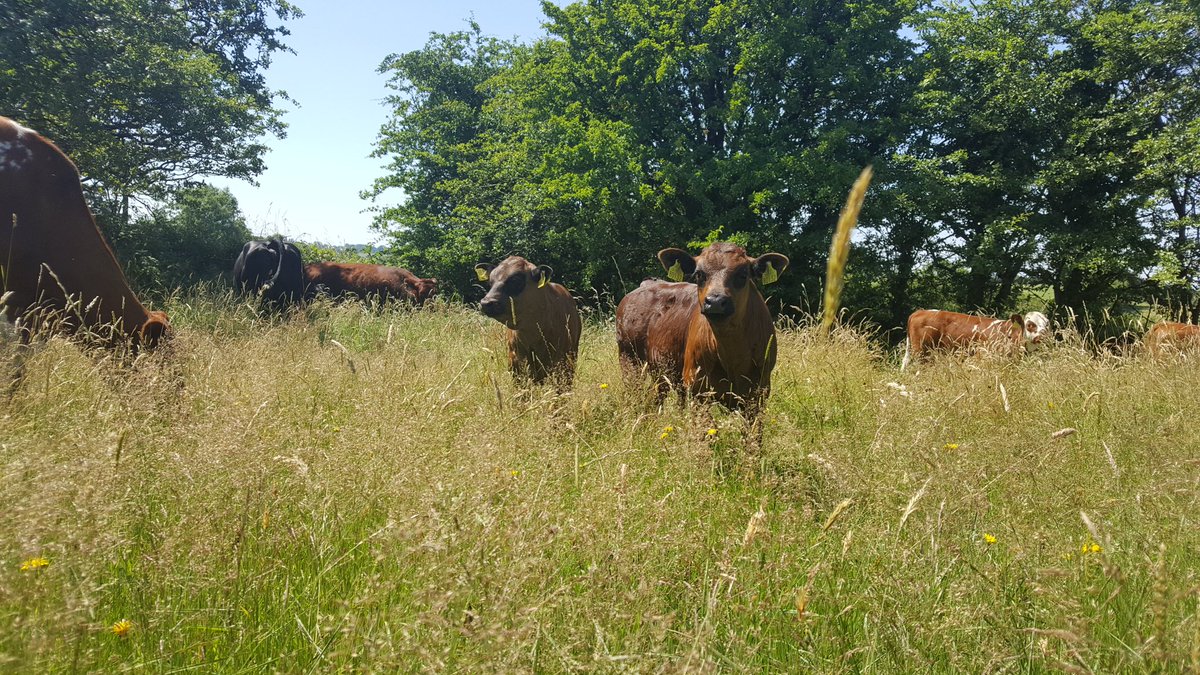Mini mob grazing 👍 Grateful we have tree lined hedges everywhere here or this lot would no doubt be struggling in this #heatwave Wonder will many think twice about cutting hedges this autumn.......  #hnvfarming