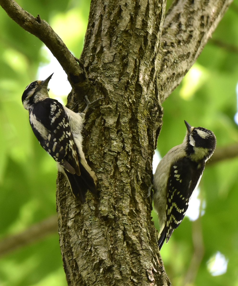 #hairywoodpeckers #your_best_birds #nuts_about_birds #bestbirdshots #bb_of_ig #kings_birds #bird_brilliance #feather_perfection #birds_adored #pocket_birds #planetbirds #thebirdingsquad #birdsandblooms #birds_illife #birds_captures #nature_worldwide_birds #total_birds